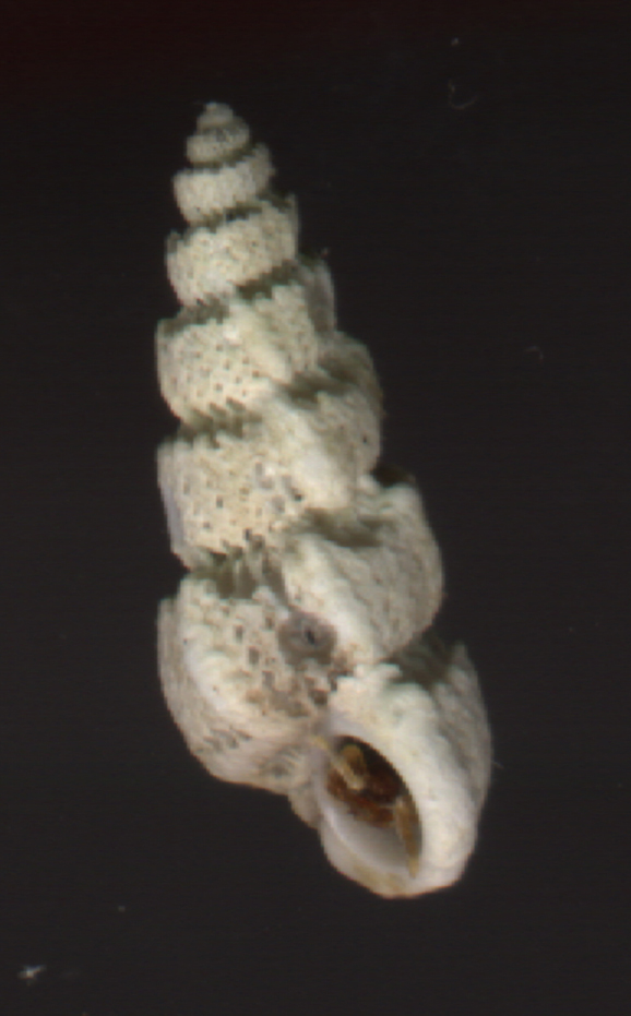 Cirsotrema cochlea